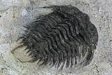 Gondwanaspis Trilobite - Rare species #92500-1